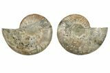 5.4" Cut & Polished, Agatized Ammonite Fossil - Madagascar - #200019-1